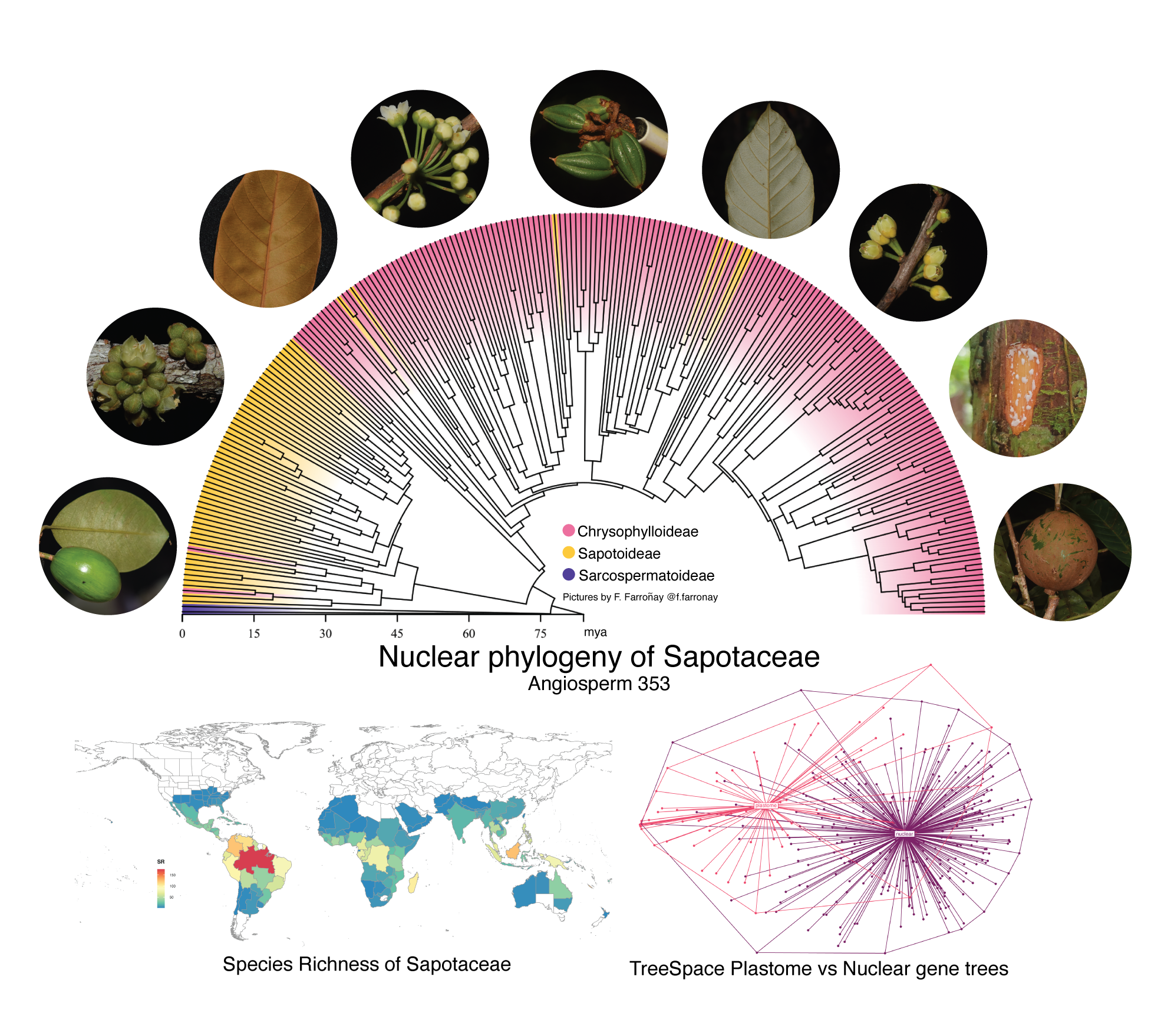 Sapotaceae phylogeny